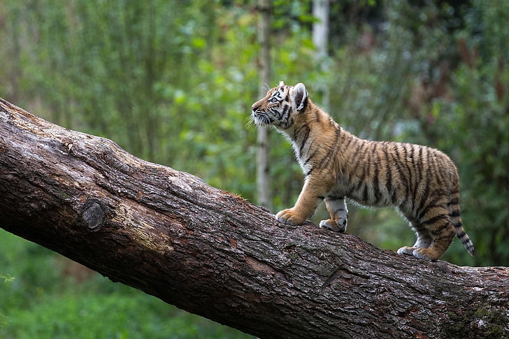 тигр, дерево, детёныш, гуляет, детка, лес, хищник, дикий, животное, HD обои