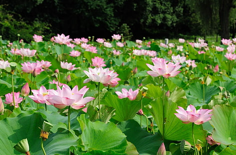 rosa Blumen, Lotus, Kräuter, Sonne, HD-Hintergrundbild HD wallpaper