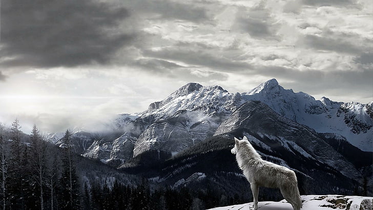 الذئب والجبال والجبل والذئاب والأشجار والثلج والطبيعة، خلفية HD