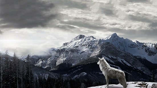 varg, berg, berg, wolfes, träd, snö, natur, HD tapet HD wallpaper