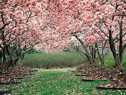 printemps, jardin, floraison, arbres, rose, arbres de fleurs de cerisier, printemps, jardin, floraison, arbres, rose, Fond d'écran HD HD wallpaper