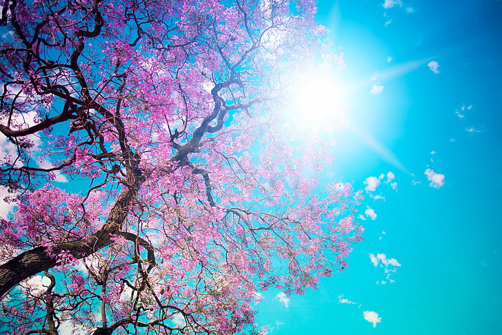 bunga sakura, pohon, matahari, biru, ungu, krone, musim semi, berbunga, dari bawah, terang, Wallpaper HD