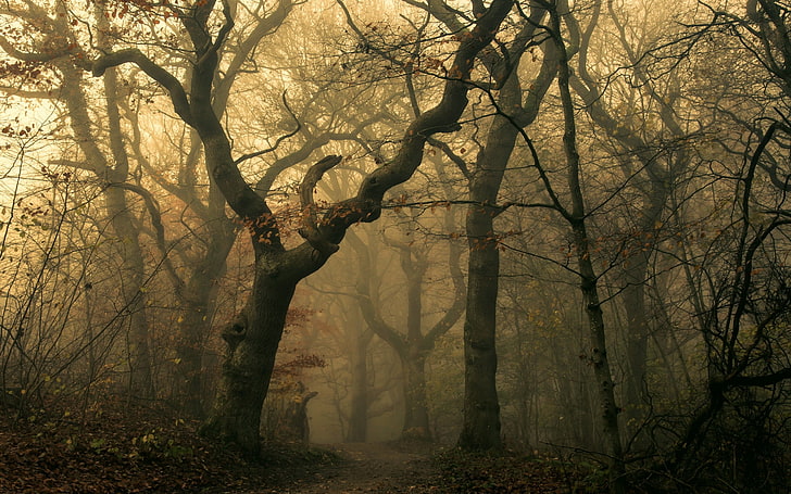 alberi spogli, alberi spogli coperti da nebbia, natura, paesaggio, nebbia, foresta, sentiero, foglie, caduta, buio, alberi, Sfondo HD