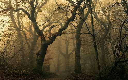 árvores nuas, árvores nuas cobertas por nevoeiro, natureza, paisagem, névoa, floresta, caminho, folhas, outono, escuro, árvores, HD papel de parede HD wallpaper