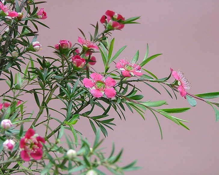 flor de pétalas de rosa, árvore do chá, floração, ramos, ervas, HD papel de parede