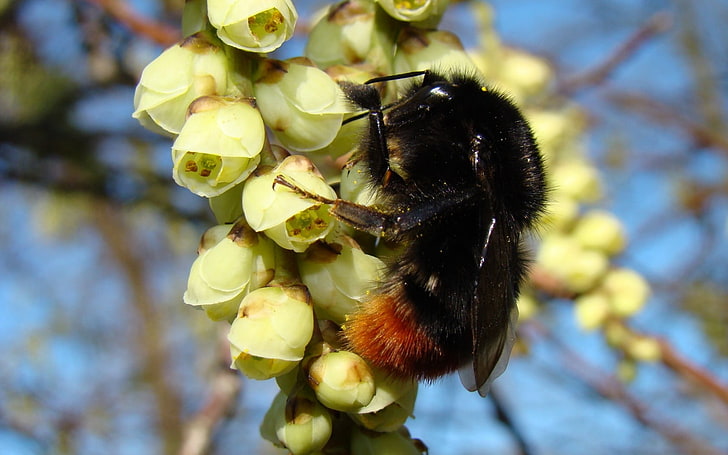 black carpenter bee, bumblebee, furry, insect, flower, yellow, spring, macro, HD wallpaper