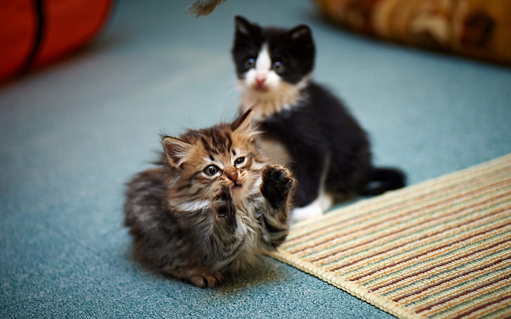 2 Cute Kitties, kitty, funny, kittens, วอลล์เปเปอร์ HD