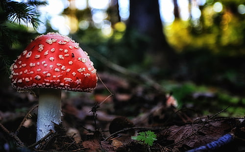 red and gray mushroom on forest photography, Fly agaric, red, gray, mushroom, forest, photography, nature, natural light, wood, Wald, tree, Baum, Bäume, fungus, toadstool, fly Agaric Mushroom, poisonous, autumn, amanita Parcivolvata, toxic Substance, leaf, plant, moss, season, close-up, woodland, HD wallpaper HD wallpaper