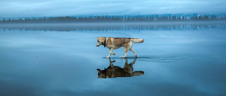 สัตว์สุนัขไซบีเรียนฮัสกี้ทะเลสาบทะเลสาบน้ำแข็งภูมิทัศน์ฤดูหนาวหิมะต้นไม้, วอลล์เปเปอร์ HD