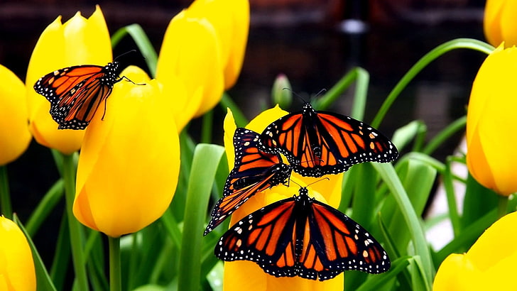 четири кафяво-черни пеперуди и жълти цветя лале, пеперуда, цветя, летящи, HD тапет