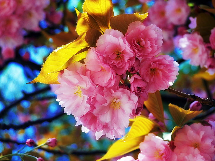아름다운 꽃 HD, 꽃, 아름다운, HD 배경 화면