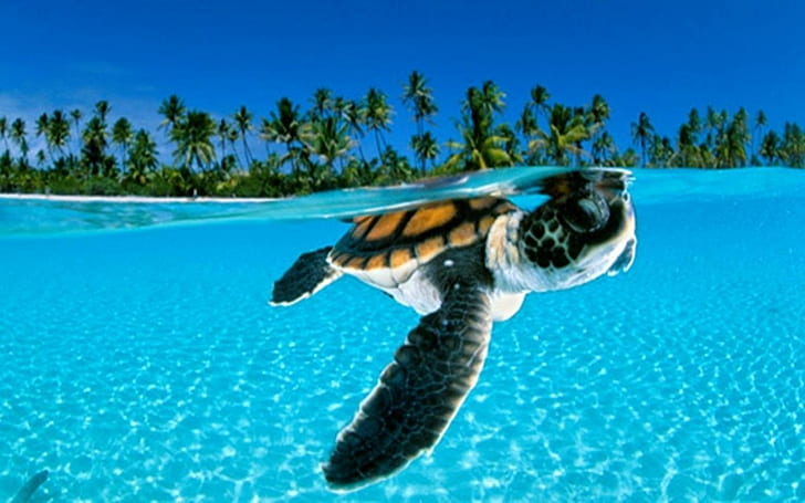 Животные, черепаха, зеленый, пальма, море, морская вода, размыты, животные, черепаха, зеленый, пальма, море, морская вода, размыты, HD обои