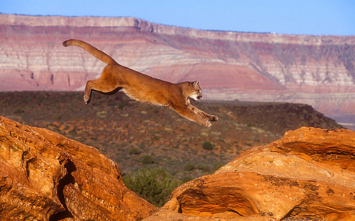 Puma, cougar, mountain lion, jump, Puma, Mountain, Lion, Jump, HD wallpaper