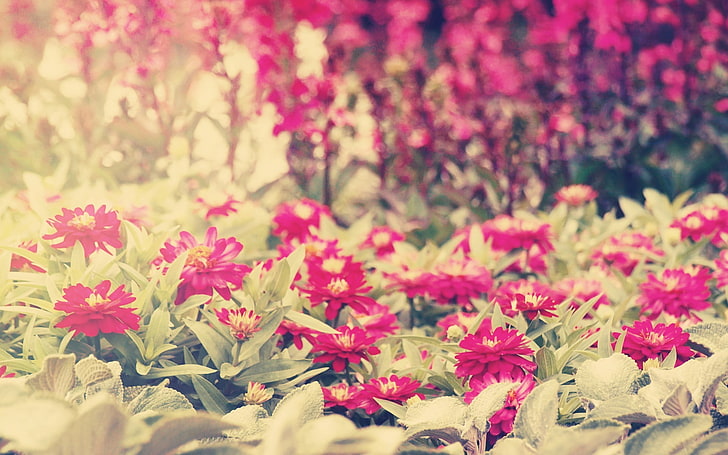 flores cor de rosa, plantas, flores, HD papel de parede