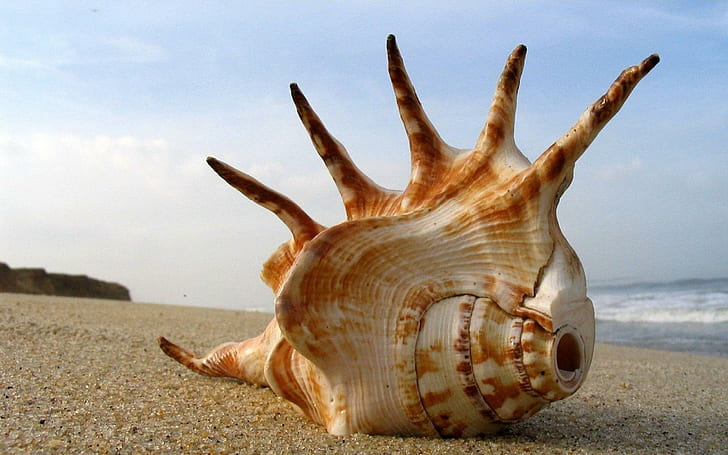 Плаж Sea Shell, плаж, природа, черупка, HD тапет