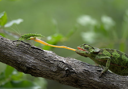 animals, reptiles, grasshopper, branch, HD wallpaper HD wallpaper