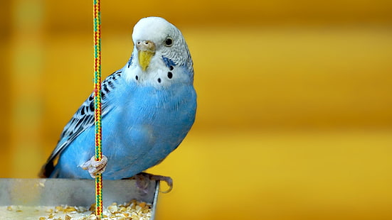 burgerigar azul e branco, animais, periquitos, pássaros, fundo amarelo, HD papel de parede HD wallpaper