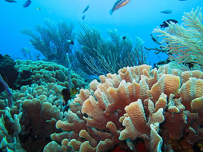 พื้นหลังเดสก์ทอปความละเอียดสูงปะการัง, วอลล์เปเปอร์ HD HD wallpaper