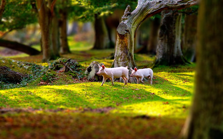 Pigs In Grass Field, two piglets, Animals, Other, tree, grass, field, pig, HD wallpaper