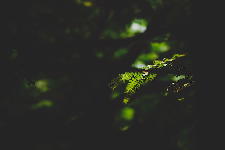 selektywna fotografia fokusowa paproci bostońskiej, przyrody, liści, roślin, naturalnego światła, Tapety HD