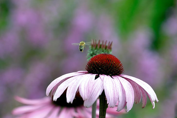selektywna ostrość fotografii różowego jeżówki i pszczoły, selektywna ostrość, fotografia, różowy, jeżówka, pszczoła, kwiat, kolorowy, lato, pomarańczowy, natura, roślina, zbliżenie, pyłek, makro, płatek, Tapety HD