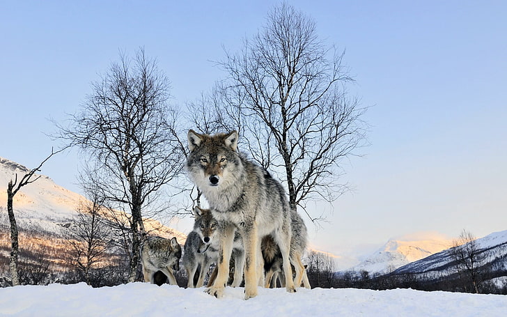 الكبار Malamute ألاسكا ، الذئب ، المشي ، قطيع ، الشتاء ، الثلج، خلفية HD