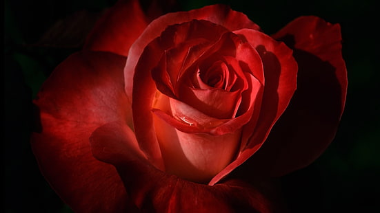 червен хибриден чай роза цвете, роза, цветя, червени цветя, макро, HD тапет HD wallpaper