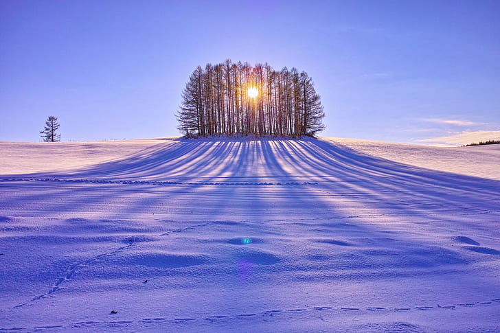 luce del sole, alberi, neve, paesaggio, inverno, Sfondo HD
