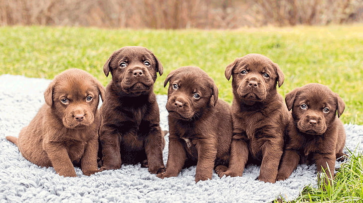 five chocolate Labrador retriever puppies, puppies, Labrador, five, HD wallpaper