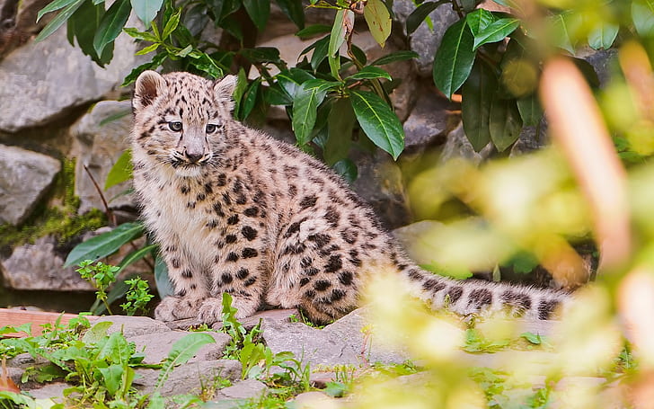 Piccolo leopardo delle nevi, cucciolo di leopardo marrone e nero, piccolo, neve, leopardo, Sfondo HD