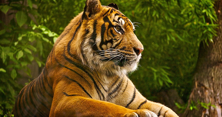 tiger, trees, animals, wild cat, photography, HD wallpaper