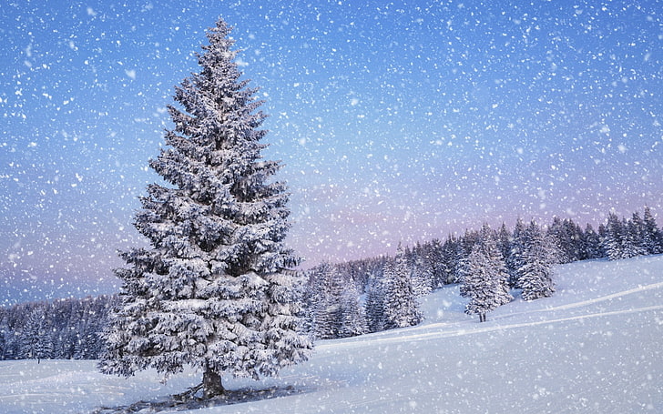 冬、雪、松の木、木、風景、森、 HDデスクトップの壁紙