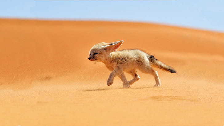 Sand Deserts Fennec Fox HD, ทะเลทราย, หู, จิ้งจอก Fennec, สุนัขจิ้งจอก, เนชั่นแนลจีโอกราฟฟิก, วิ่ง, ทราย, วอลล์เปเปอร์ HD