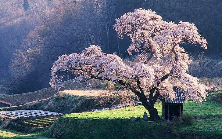 Cherry Blossom Tree HD, ธรรมชาติ, ต้นไม้, ดอก, เชอร์รี่, วอลล์เปเปอร์ HD