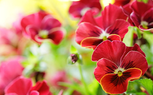 La pansé rossa fiorisce la macro, il rosso, la pansé, i fiori, macro, Sfondo HD HD wallpaper