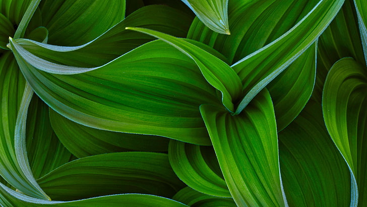 نبات الورقة الخضراء والنباتات، خلفية HD