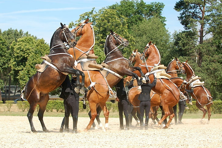 horse, Saumur, Equitation, France, HD wallpaper