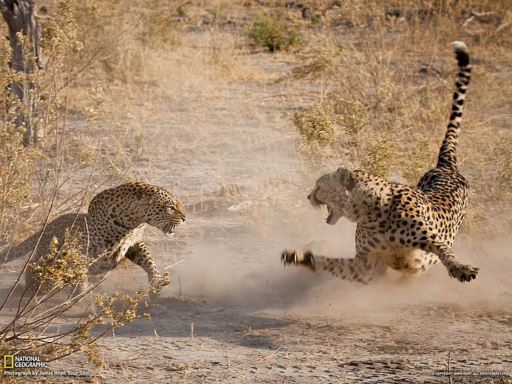 Cheetah and Leopard Botswana-National Geographic p.., two brown Cheetahs, HD wallpaper