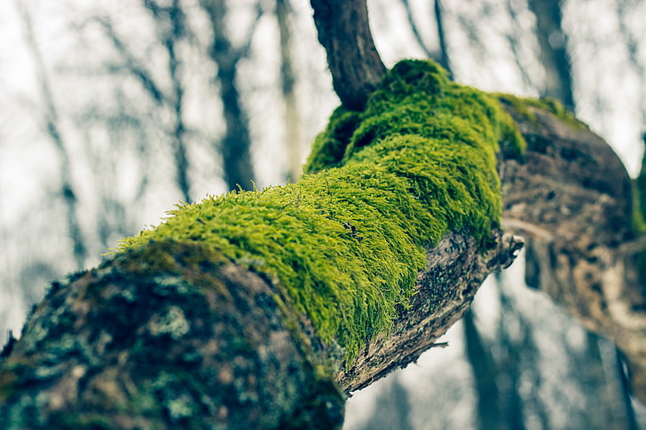 lumut hijau, lumut, cabang, pohon, alam, pandangan mata cacing, Rusia, Wallpaper HD