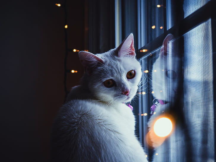 cat, look, face, light, glare, reflection, the dark background, wall, portrait, window, white, beauty, garland, brown-eyed, HD wallpaper