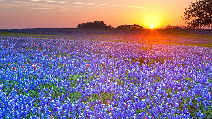 Ziemia, Texas Bluebonnets, Pole, Kwiat, Krajobraz, Scenic, Zachód słońca, Tapety HD