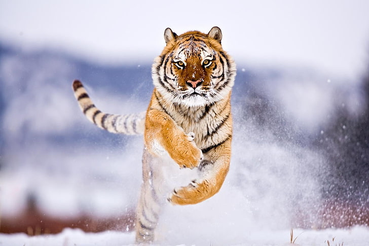 оранжев тигър, тигър, голяма котка, скок, сняг, HD тапет