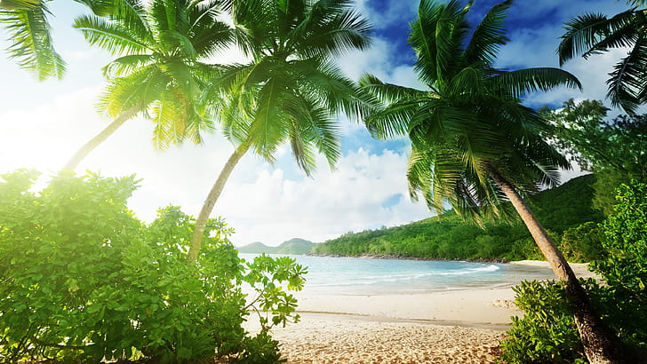 Plage tropicale, palmiers, sable, mer, côte, nuages, plante à feuilles vertes, tropical, plage, palmier, arbres, sable, mer, côte, nuages, Fond d'écran HD
