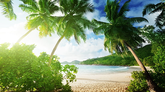 Spiaggia tropicale, palme, sabbia, mare, costa, nuvole, pianta a foglia verde, tropicale, spiaggia, palma, alberi, sabbia, mare, costa, nuvole, Sfondo HD HD wallpaper