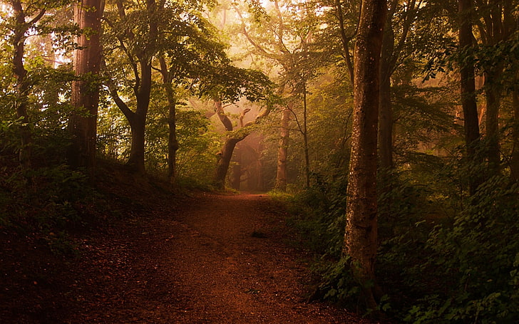 пътека между дървета цифрови тапети, пейзаж, природа, черен път, мъгла, гора, храсти, слънчева светлина, дървета, листа, пътека, HD тапет