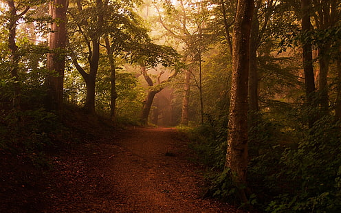 chemin entre les arbres papier peint numérique, paysage, nature, chemin de terre, brouillard, forêt, arbustes, lumière du soleil, arbres, feuilles, chemin, Fond d'écran HD HD wallpaper