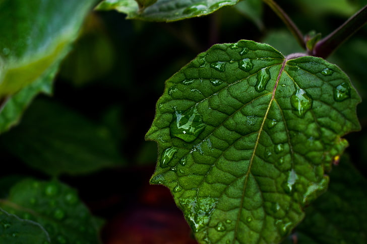 green leaf, leaf, drops, green, close-up, HD wallpaper