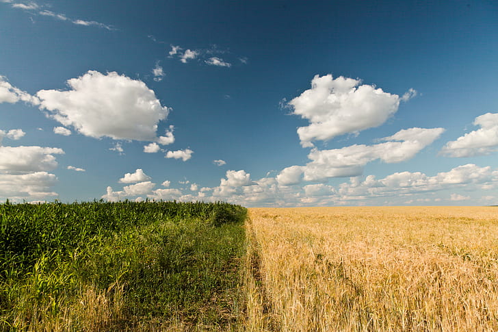 поле коричневой пшеницы и поле зеленой кукурузы под пасмурным голубым небом, коричневый, поле пшеницы, зеленая кукуруза, кукурузное поле, облачно, голубое небо, облака, лето, природа, растения, день, сельское хозяйство, сельская Сцена, поле, голубой, небо, на открытом воздухе, пшеница, луг, пейзаж, ферма, жёлтый, облако - небо, урожай, трава, земля, сезон, неурбанистическая сцена, рост, HD обои