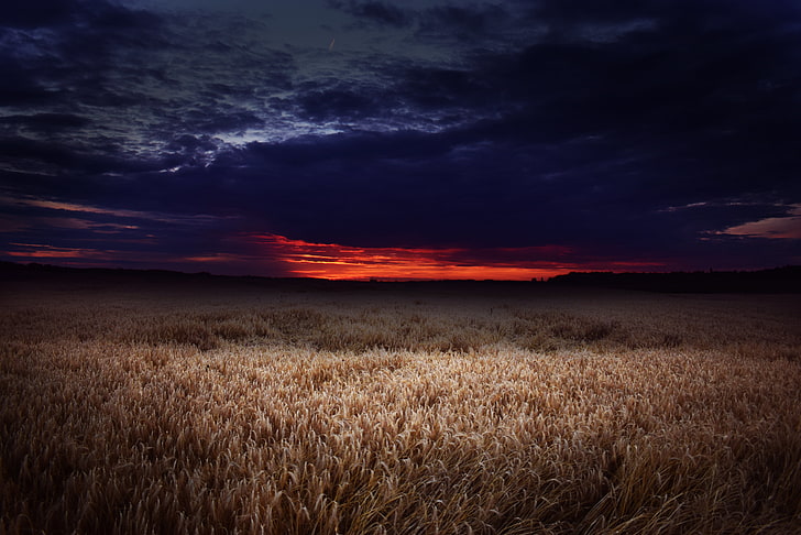 ladang gandum coklat, matahari terbenam, alam, lanskap, langit, awan, Wallpaper HD