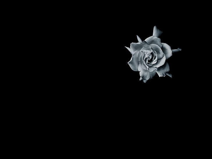 сиво цвете, роза, черен фон, минимализъм, монохромен, цветя, HD тапет